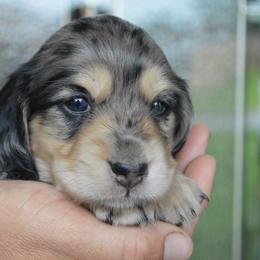 Dachshund Puppies from Dreamheart Dachshunds