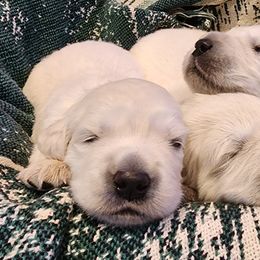 Golden Retriever Puppies from Golden West English Creams