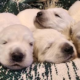 Golden Retriever Puppies from Golden West English Creams