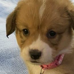 Pembroke Welsh Corgis from Barkleyville Corgis