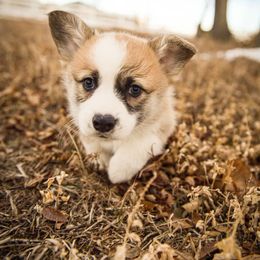 Pembroke Welsh Corgi Puppies from Columbine Corgis