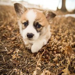 Pembroke Welsh Corgi Puppies from Columbine Corgis