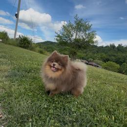 Token - Pomeranian