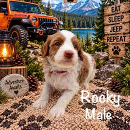 Rocky - Tri-color male Australian Labradoodle puppy in Eastover, North Carolina from Joyful Hearts Australian Labradoodles