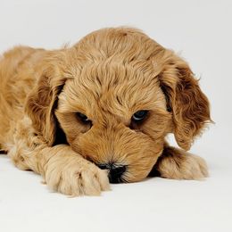 Bernedoodle, Double Doodle, and Goldendoodle Puppies from Winding Creek Ranch
