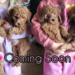 Poodle puppies from Cedar House Heritage Poodles | AKC Toy & Miniature Poodle Puppies Raised in Home