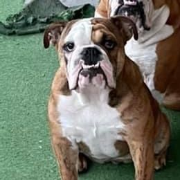 Lola - Bulldog