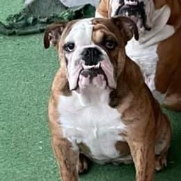 Lola - Bulldog