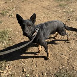 Tarak - Bi-color male German Shepherd puppy in Descanso, California from KVA Shepherds