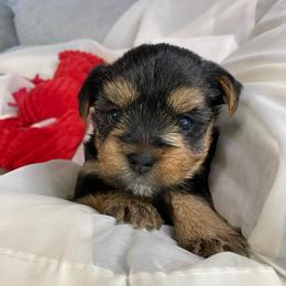 Baby girl 1 - Black and tan female Yorkshire Terrier puppy in Rock Hill, South Carolina from Teddy Bear Yorkies