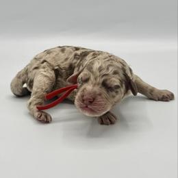 Syrup - Merle female Goldendoodle puppy in Pulaski, Tennessee from Doodle My Heart