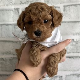 Labradoodle Puppies from News Mini Doodles