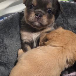 Evie - Tricolors female French Bulldog puppy in Colorado from NOCO French Bulldogs