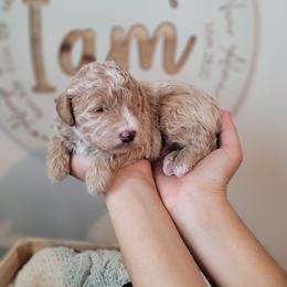 Bernedoodle Puppies from TOP NOTCH PUPS- BERNEDOODLE BREEDER
