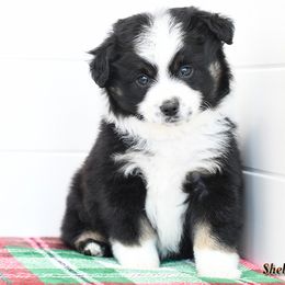 Sam - Toy Australian Shepherd puppy from Shebang Aussies
