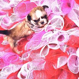 Red - Black male Shih Tzu puppy in Willard, Utah from Shih-tzu Queen