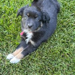 Girl 4 - female Miniature American Shepherd puppy in Brush Prairie, Washington from Hillside Haven Farms