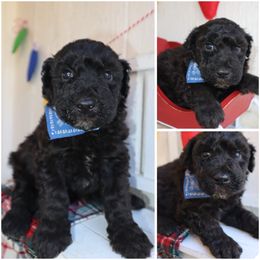 Dancer - Black male Whoodle puppy in Smallett, Missouri from Leshas Whoodles