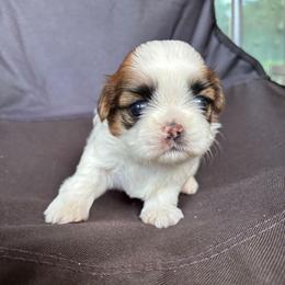 Bubbles - Red and white female Shih Tzu puppy in Augusta, Georgia from Floofah la Woofah