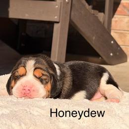 Honeydew - Black tan and white female Beagle puppy in Mansfield, Missouri from Rippee Creek Kennel