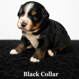 Black Collar - Black rust and white male Bernese Mountain Dog puppy in Flat Rock, Illinois from Corner Stone Bernese Mountain Dogs