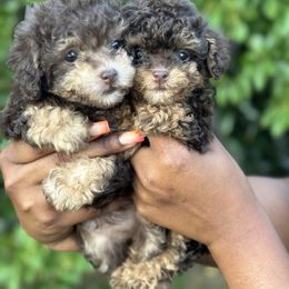 Poodle, Shihpoo, and Shih Tzu Puppies from House of Paws Heritage Nursery