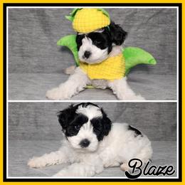 Blaze - Black and white male Schnoodle puppy in Lebanon, Missouri from Cedar Glades Canines