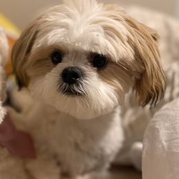 Dior - Shih Tzu