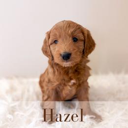 Hazel - Parti female Goldendoodle puppy in Melba, Idaho from KZ Doodles
