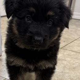German Shepherd Puppies from Circle Oaks Shepherds