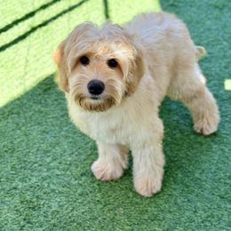Atlas - Apricot male Australian Labradoodle puppy in Anderson, California from Shaggy Doodles