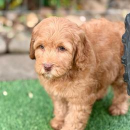Blue color - Caramel male Australian Labradoodle puppy in Anderson, California from Shaggy Doodles