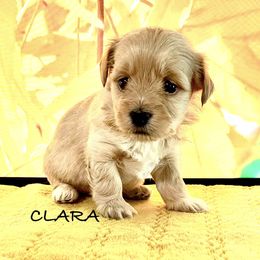 Clara - Gold female Havanese puppy in Mustang, Oklahoma from Rose Hill Havanese