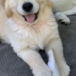 Golden Retriever Puppies from Big Rock Goldens