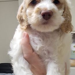 Cockapoo Puppies from Golden Paws