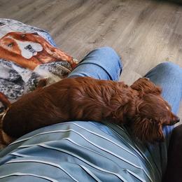 Cavapoo Puppies from Ginger Doodle Babies