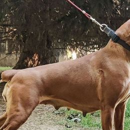 Nylah - Boxer