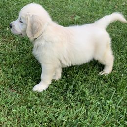 Golden Retriever Puppies from Able Creek Kennels