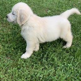 Golden Retriever Puppies from Able Creek Kennels