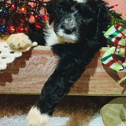 Bernedoodle Puppies from Moose Tracks Bernedoodles
