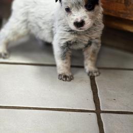 Tucker - Blue mottled male Australian Cattle Dog puppy in Red Bluff, California from 3R Ranch / Australian cattle dogs