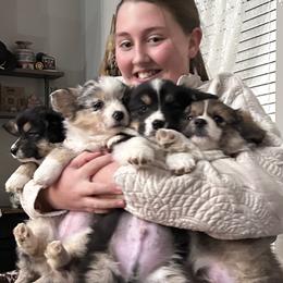 American Corgis, Australian Shepherds, Miniature Australian Shepherds, and Pembroke Welsh Corgis from Fluffy Butt Acres