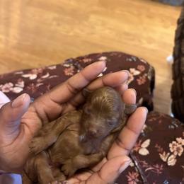 Jazzy - Red  female Poodle puppy in Utica, Ohio from Poodle Me Crazy