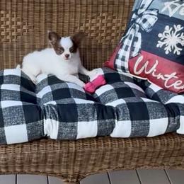 ROMEO - Chocolate and white male Chihuahua puppy in Richmond, Virginia from Bayberry ChihuahuasTM