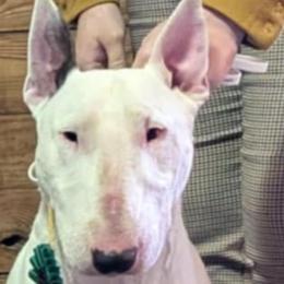 Bull Terriers from Castlerea Kennel/White Barn Farm