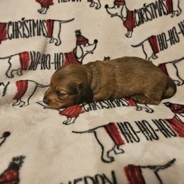 Ruby - Red female Dachshund puppy in Spring Creek, Pennsylvania from Miles of Dachshunds