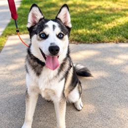 Arrow - Black and white male Pomsky puppy in La Verne, California from Red Cedar Pomskies