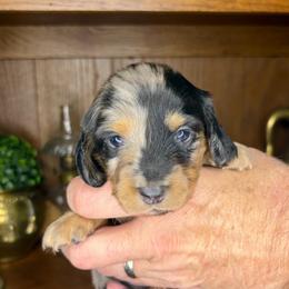 AKC black and tan dapple - Dapple female Dachshund puppy in Ozark, Alabama from Honey Hill Dachshunds