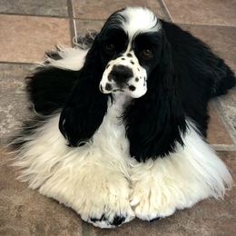 Zephyr - Cocker Spaniel