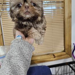 Girl - Liver female Shih Tzu puppy in Kings Mountain, North Carolina from NC Shih Tzus by Tammy